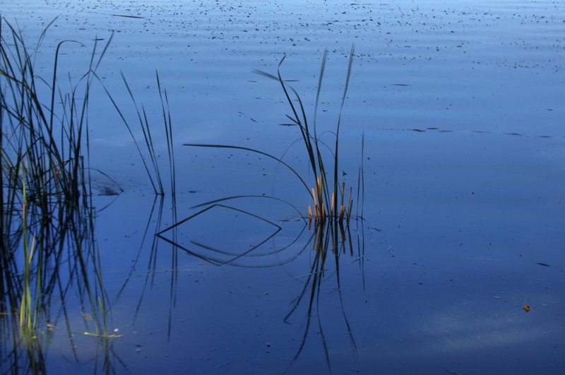 reeds lbg.jpg